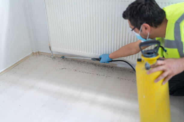 Best Termite Control Services  in Evansdale, IA